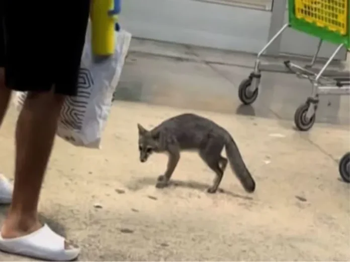 Zorra gris rabia capturada en zona urbana de Cancún